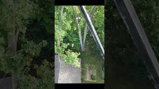 120 Cottonwood treeremoval treeservicesnearme treecare whitelake milford oaklandcounty [upl. by Bachman]