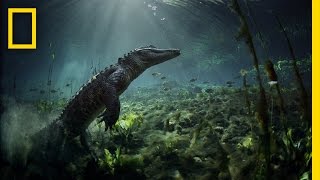 Meet the Residents of Everglades National Park  Americas National Parks [upl. by Babcock657]