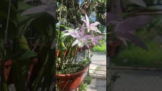 Laelia Anceps var Concolor quotMoon Lightquot orchid Bc [upl. by Tteltrab]