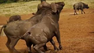 Amazing Bison Fights [upl. by Ummersen]