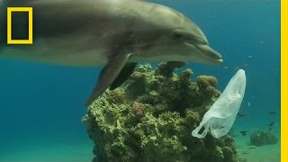 How We Can Keep Plastics Out of Our Ocean  National Geographic [upl. by Kielty782]