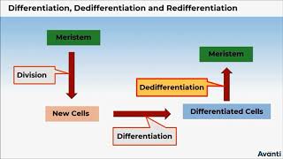 2 11B152 CV1 Differentiation Dedifferentiation and Redifferentiation [upl. by Swithin]