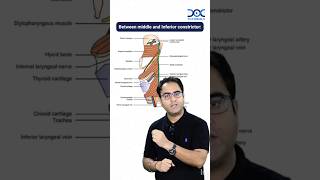 Pharyngeal Muscles [upl. by Adyaj]