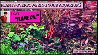 Overpowering Aquarium Plants or Just Plain Awesome [upl. by Raamal]