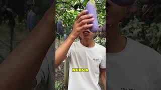 La Nueva Fruta China Se Parece A La Berenjena 😱🍆 [upl. by Akinorev]