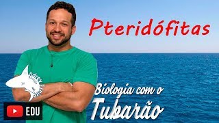 Pteridófitas  Botânica  Biologia com o Tubarão [upl. by Griffin]