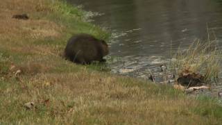 Muskrat Behavior [upl. by Ahtnicaj]