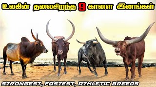 Top 6 Strongest Bull breeds in Tamil  உலகின் தலைசிறந்த தனித்துவமிக்க amp பலம்வாய்ந்த காளை இனங்கள் [upl. by Galitea283]