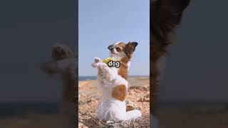 Scared funny Chiwawa funny memes eating dogs catspets [upl. by Tawsha]