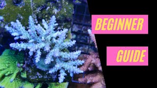 Introduction to SPS  Acropora Montipora Pocilloporidae [upl. by Schultz6]