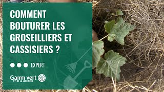 TUTO Comment bouturer les groseilliers et cassissiers  – Jardinerie Gamm vert [upl. by Campbell]