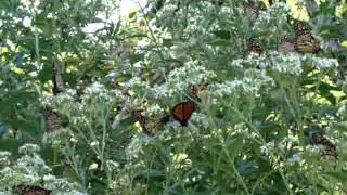 Monarch Butterflies [upl. by Keryt946]