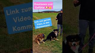 Emotionen im Hundetraining hundeerziehung [upl. by Dibru965]