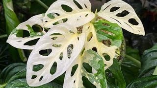 Monstera Varieties [upl. by Pasho155]