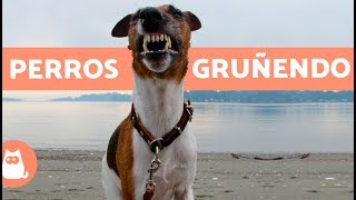 Perros gruñendo  Growling dogs [upl. by Blondie]