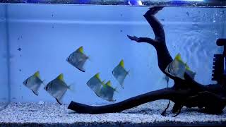 Most beautiful fresh Water Monodactylus argenteus Fish aquarium aquariumhobby angelfish [upl. by Ruenhs]