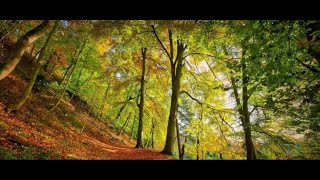 Sanglots DAutomne  autumn instrumental poem poetry music [upl. by Oelak789]