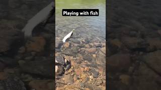 Playing with fish fishinglife fishtank fisherman fishvideo river bass aquarium catfish [upl. by Eanom316]