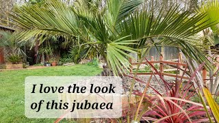 Jubaea planted nice centre peace for a tropical garden [upl. by Nola197]