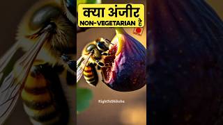 लोग अंजीर को nonvegetarian क्यों बोल रहे हैं By Right to Shiksha [upl. by Lybis]