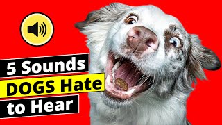 5 Sounds Dogs HATE to Hear all time  Dogs Go CRAZY [upl. by Sukramed206]