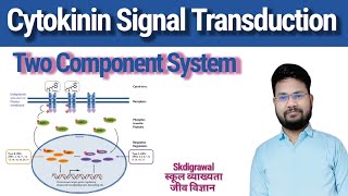 Cytokinin Signal Transduction l Two component pathway in plants l cytokinin planthormone skdigrawal [upl. by Enia551]