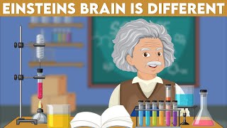 How is Einstein’s Brain Anatomy Different  Complete Guide [upl. by Alyahc732]