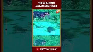 Watch First Video Of Melanistic Tiger From Similipal Tiger Reserve [upl. by Ella]