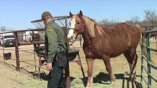 Caballos salvajes entrenados los mejores aliados de la Patrulla Fronteriza [upl. by Armin598]