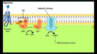 RECEPTORES ADRENERGICOS [upl. by Ahsilyt]