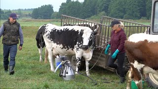 Dojenie na polu białogrzbietów Podlasie [upl. by Alyakam]