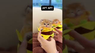 this song is everywhere catshorts catvideos catviral petcat cutecat dailycat cutepet shorts [upl. by Vladi469]