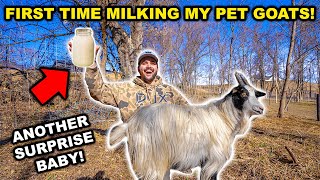 MILKING My Backyard GOATS Another Baby was Born  Catch Clean Cook [upl. by Chris492]