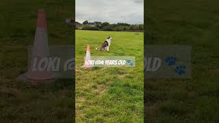 forever young at heart ❤️ music song lyrics dog huskyhumor dogvideos gsd funnypet fy husky [upl. by Beattie]