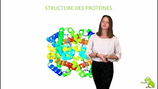 Structure des protéines [upl. by Talley]