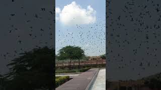 Rajasthan ka Chidiya Garden🐦🐦🐦🐦🐦 [upl. by Airal]