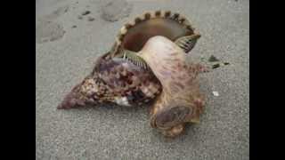 Caracol en la playa Punta Cocles Costa Rica [upl. by Tiffa884]