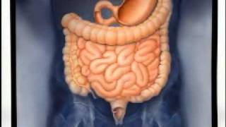 Introduction to Gastroenterology [upl. by Seraphina]