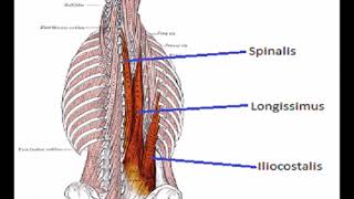 Two Minutes of Anatomy Erector Spinae AKA Paraspinals [upl. by Janaya282]