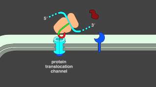 12 5 Protein Translocation [upl. by Anahsek]