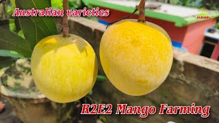 R2E2 Mango Farming Australian varieties Original plant available 9734307077 [upl. by Hairehcaz]