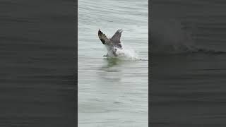 Amazing Osprey footage This is how the more experienced birds hunt [upl. by Alohcin]