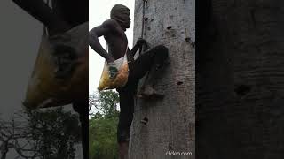 World Hardest Tree Climbing [upl. by Anevad]