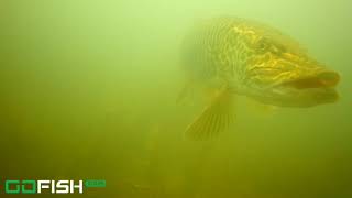 Otisco Lake Tiger Muskie underwater footage [upl. by Currie41]