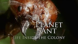 BBC – Planet Ant Life Inside the Colony 2013 1080p High Quality [upl. by Nosoj598]