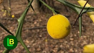 Sibirski limun Poncirus trifoliata uspeva i na 25 stepeni [upl. by Chud]