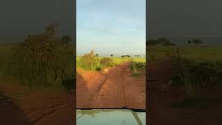 MURCHISON FALLS NATIONAL PARK SAFARI  Uganda [upl. by Tildie825]