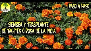 CÓMO SEMBRAR Y TRASPLANTAR TAGETES PASO A PASO  PLANTAS [upl. by Garey720]