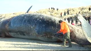 Whale explodes in mans face  February 2014 [upl. by Ateekram480]