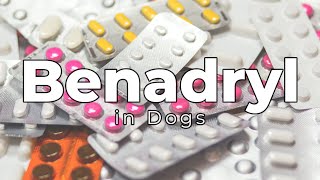 Benadryl for dogs Vet discusses antihistamines [upl. by Eilsil]